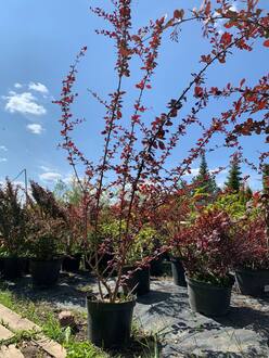 Барбарис Оттавский Суперба (Superba)