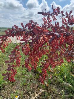 Барбарис Оттавский Суперба (Superba)