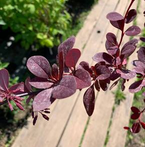 Барбарис Оттавский Суперба (Superba)