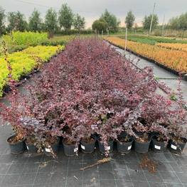 Барбарис Оттавский Суперба (Superba)