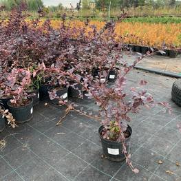 Барбарис Оттавский Суперба (Superba)