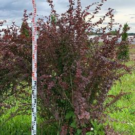 Барбарис Оттавский Суперба (Superba)