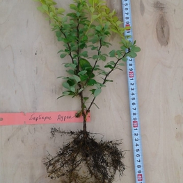 Барбарис Тунберга Ауреа (Aurea)