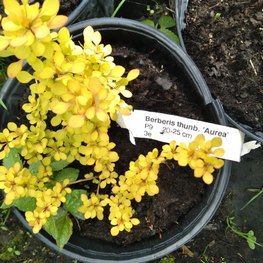 Барбарис Тунберга Ауреа (Aurea)