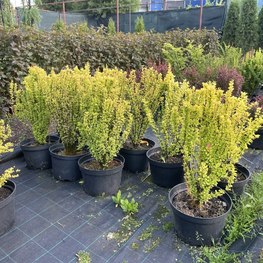 Барбарис Тунберга Ауреа (Aurea)