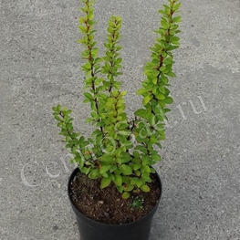 Барбарис Тунберга Эректа (Erecta)