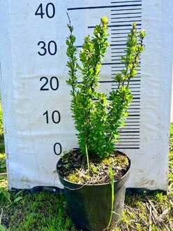 Барбарис Тунберга Эректа (Erecta)