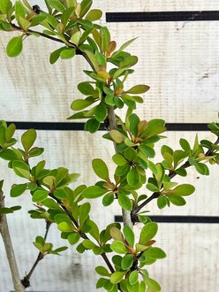 Барбарис Тунберга Эректа (Erecta)