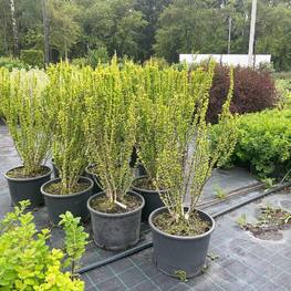 Барбарис Тунберга Эректа (Erecta)