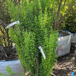 Барбарис Тунберга Эректа (Erecta)