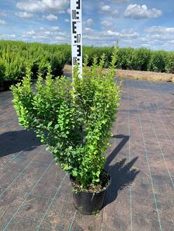 Барбарис Тунберга Эректа (Erecta)