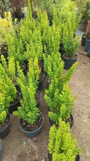 Барбарис Тунберга Эректа (Erecta)