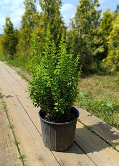 Барбарис Тунберга Эректа (Erecta)