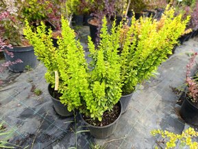 Барбарис Тунберга Эректа (Erecta)