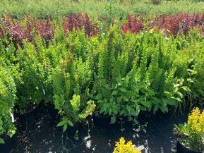 Барбарис Тунберга Эректа (Erecta)