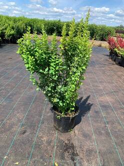 Барбарис Тунберга Эректа (Erecta)