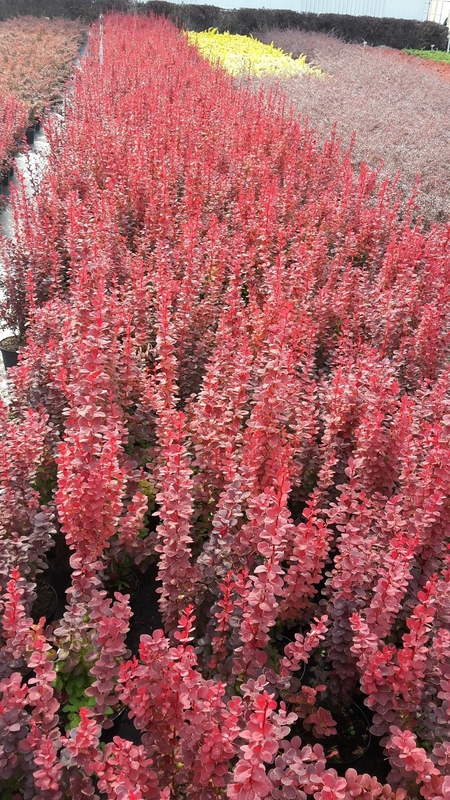 Барбарис Тунберга Оранж Рокет (Orange Rocket)