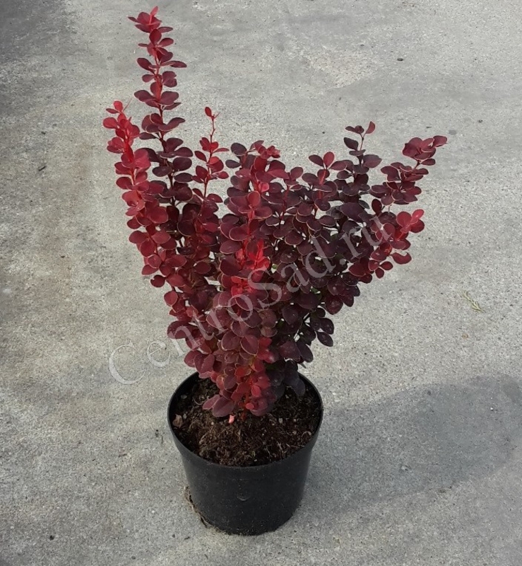 Барбарис Тунберга Оранж Рокет (Orange Rocket)