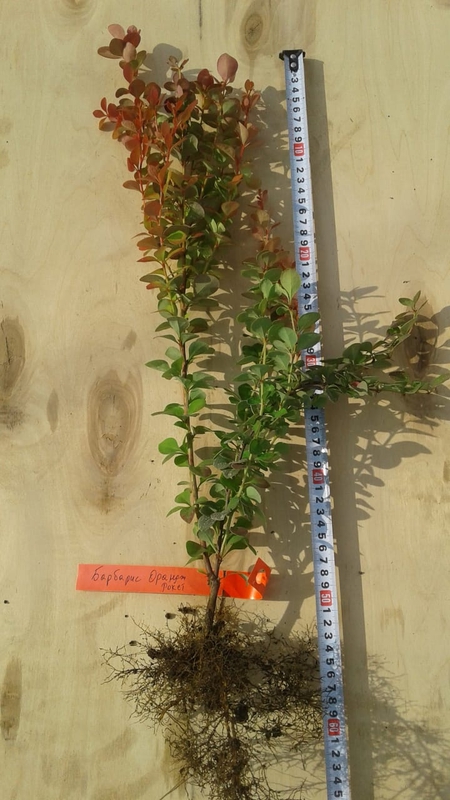 Барбарис Тунберга Оранж Рокет (Orange Rocket)