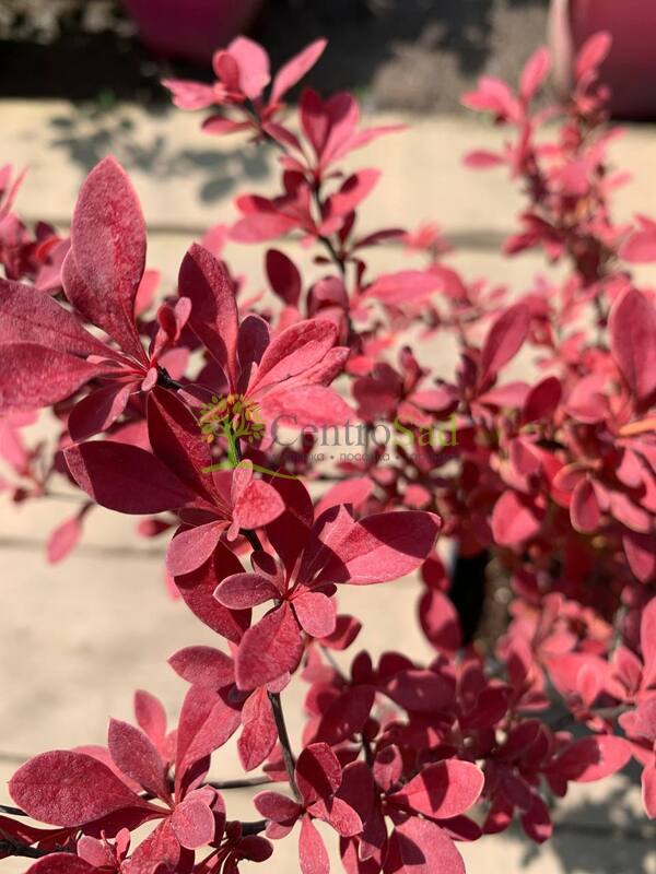 Барбарис Тунберга Оранж Рокет (Orange Rocket)