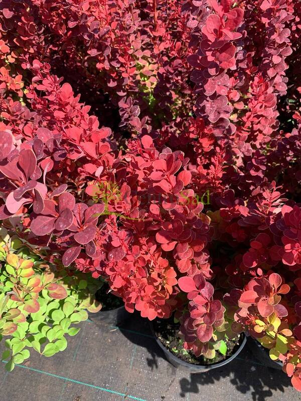 Барбарис Тунберга Оранж Рокет (Orange Rocket)