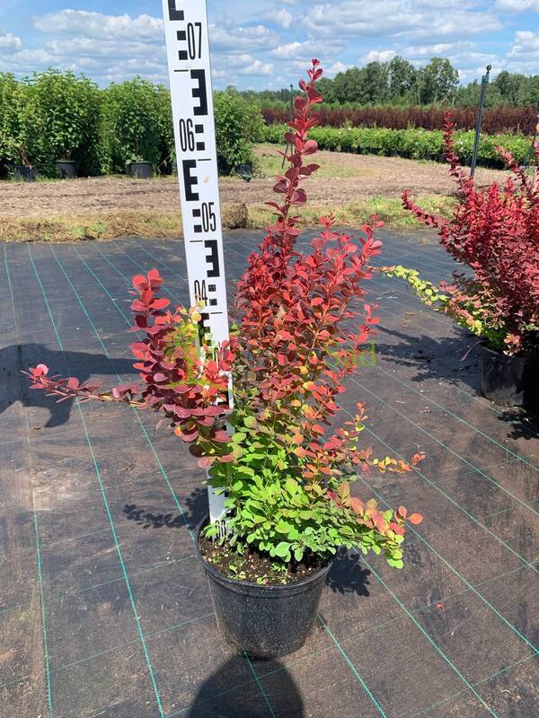 Барбарис Тунберга Оранж Рокет (Orange Rocket)