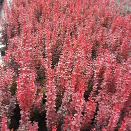 Барбарис Тунберга Оранж Рокет (Orange Rocket)