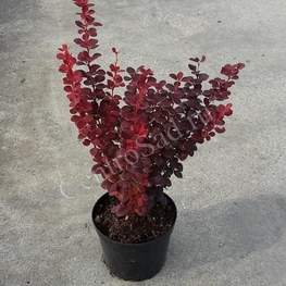 Барбарис Тунберга Оранж Рокет (Orange Rocket)