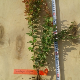 Барбарис Тунберга Оранж Рокет (Orange Rocket)