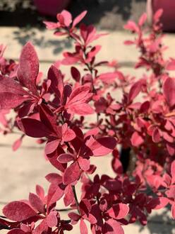 Барбарис Тунберга Оранж Рокет (Orange Rocket)