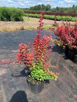 Барбарис Тунберга Оранж Рокет (Orange Rocket)