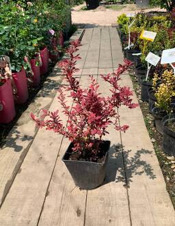 Барбарис Тунберга Оранж Рокет (Orange Rocket)