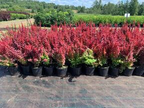 Барбарис Тунберга Оранж Рокет (Orange Rocket)