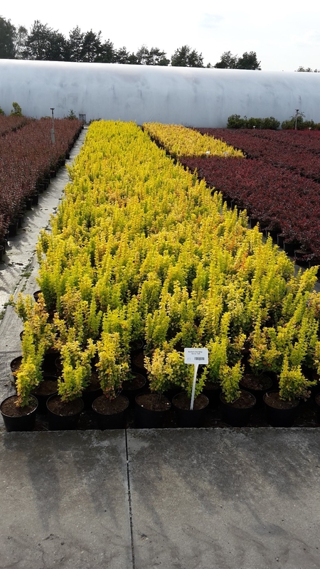 Барбарис Тунберга Мария (Maria)