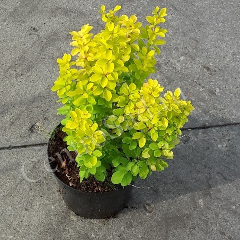 Барбарис Тунберга Мария (Maria)