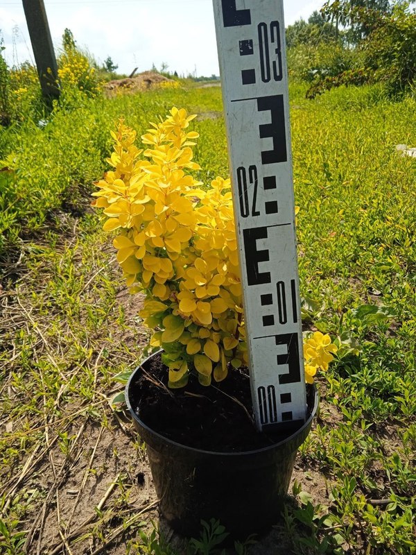 Барбарис Тунберга Мария (Maria)