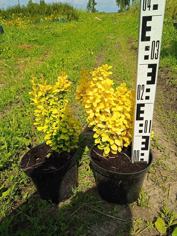 Барбарис Тунберга Мария (Maria)