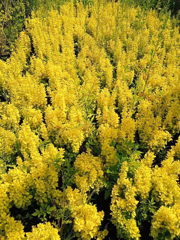 Барбарис Тунберга Мария (Maria)