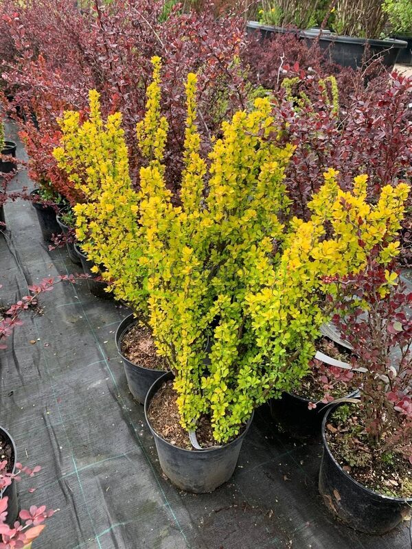 Барбарис Тунберга Мария (Maria)