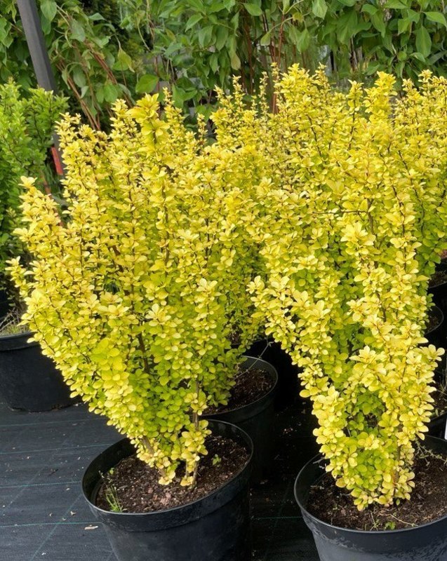 Барбарис Тунберга Мария (Maria)