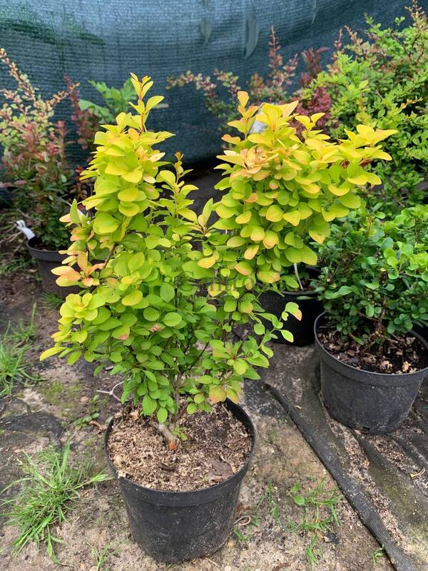 Барбарис Тунберга Мария (Maria)