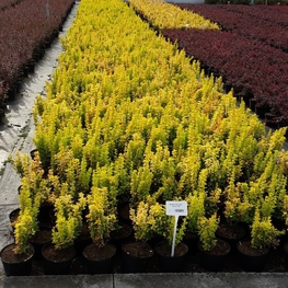 Барбарис Тунберга Мария (Maria)