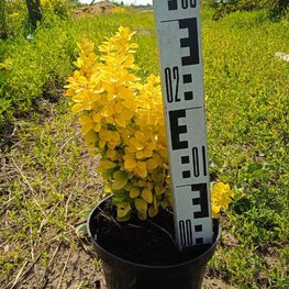 Барбарис Тунберга Мария (Maria)