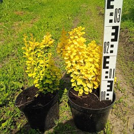 Барбарис Тунберга Мария (Maria)