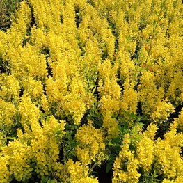 Барбарис Тунберга Мария (Maria)