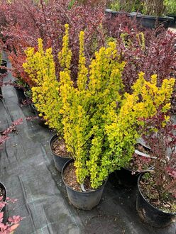 Барбарис Тунберга Мария (Maria)