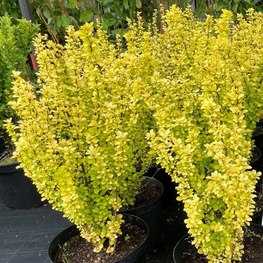 Барбарис Тунберга Мария (Maria)