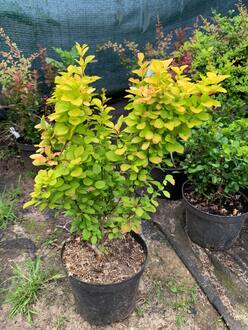 Барбарис Тунберга Мария (Maria)