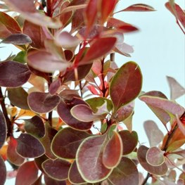 Барбарис Тунберга Коронита (Coronita)