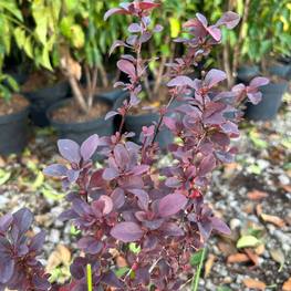 Барбарис Тунберга Коронита (Coronita)